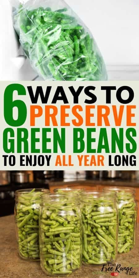 Harvesting Green Beans, How To Preserve Green Beans, Canning Green Beans In The Oven, Green Bean Canning Recipes, Preserve Green Beans, Dried Green Beans, Dehydrated Green Beans, Pressure Canning Green Beans, Preserving Green Beans