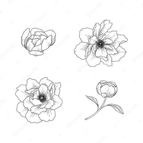 Peony Line Art, Vector Art Design, White Backgrounds, Peonies Tattoo, Floral Illustration, Vector Hand, Floral Illustrations, Lotus Flower Tattoo, Premium Vector