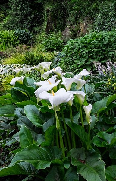 Zantedeschia aethiopica #lily #watergarden #waterlilies #aquascape Water Plants For Ponds, Flower Garden Aesthetic, Plants For Ponds, Lilies Garden, Lilly Plants, Lilly Garden, Arum Lilies, Zantedeschia Aethiopica, Flower Garden Ideas