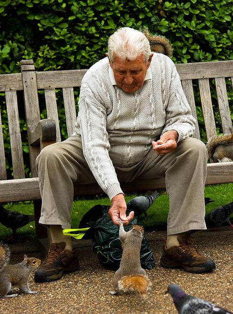 Bench Feeding Squirrels, Bird Man, Feeding Birds, Happy Man, Kensington Gardens, Story Teller, English Village, Feeding Time, Golden Years