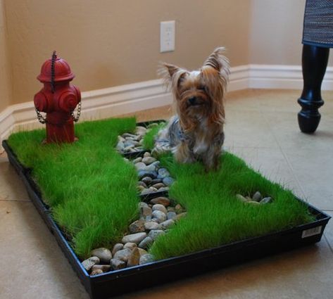 So cute Dog Potty Area, Dog Potty, Dog Rooms, Training Tools, Dog Houses, Diy Stuffed Animals, Cat Clothes, Diy Dog Stuff, Puppy Training