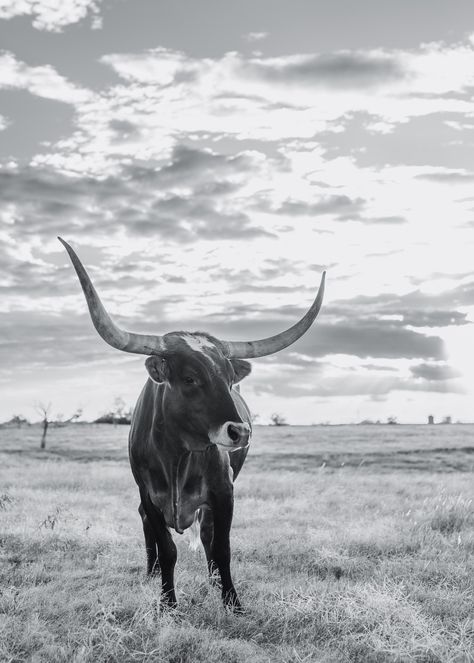 Texas Longhorn Cow Digital Print Zuni Color & Black and White - Etsy Texas Longhorn Cow, Watch Backgrounds, Western Wallpaper, Western Photo, Longhorn Cow, Western Baby, Fluffy Cows, Moo Moo, Western Babies