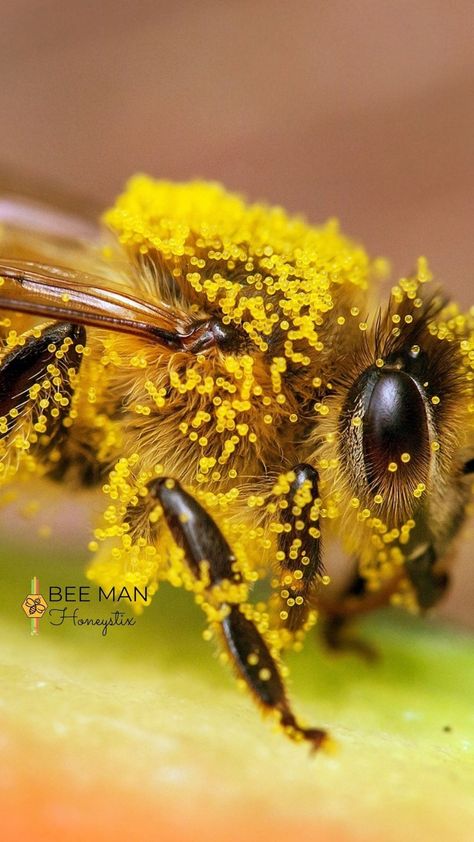 Bees Pollinating Flowers, Bee Pictures Art, Bee Photos, Nature Scape, Pollinating Flowers, Cool Insects, Bee Pictures, Garden Friends, Bee Stuff