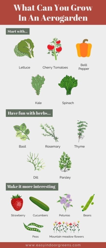 Best Plants To Grow In Aerogarden, Herbs You Can Grow Indoors, Aerogarden Hack, Aerogarden Ideas, Aero Garden, Aeroponic Gardening, Hydroponic Strawberries, Indoor Hydroponic Gardening, Hydro Gardening