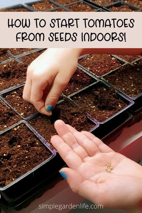 How To Start Tomatoes From Seeds Indoors by simplegardenlife.com Start Tomato Seeds Indoors, How To Plant Tomatoes, Seed Starting Containers, Plants From Seeds, Heirloom Tomatoes Varieties, Plant Tomatoes, Growing Tomatoes From Seed, Seed Starting Soil, Seedlings Indoors