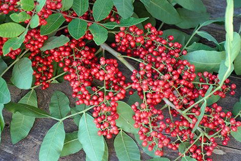 Brazilian Pepper Tree: A Berry with BIG Benefits - Brazilian Pepper Tree, Floating Plants, Melaleuca Tree, Colorful Coral Reef, Pepper Berry, Benefits Of Berries, Pepper Tree, Bald Cypress, Pink Fruit