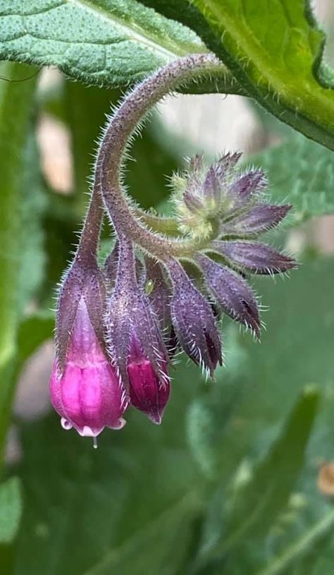 Vervain And Wolfsbane Tattoo, Comfrey Plant Identification, Comfrey Plant Benefits Of, Comfrey Leaf Magical Properties, Scottish Wild Flowers, Comfrey Plant, Scottish Flowers, Compost Tea, Basford Coloring