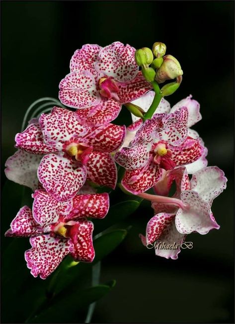 Vanda Orchids, Florist, Orchids, Beautiful Flowers, Plants, Flowers, Floral