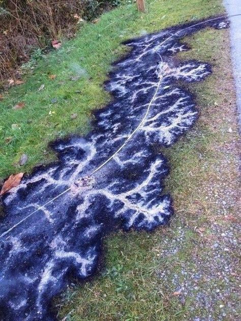 The burn pattern left from a fallen electrical line Lichtenberg Figures, Line Photo, Picture Day, Whippet, World Of Warcraft, Nature Beauty, Beautiful Pictures, Cool Photos, Funny Pictures