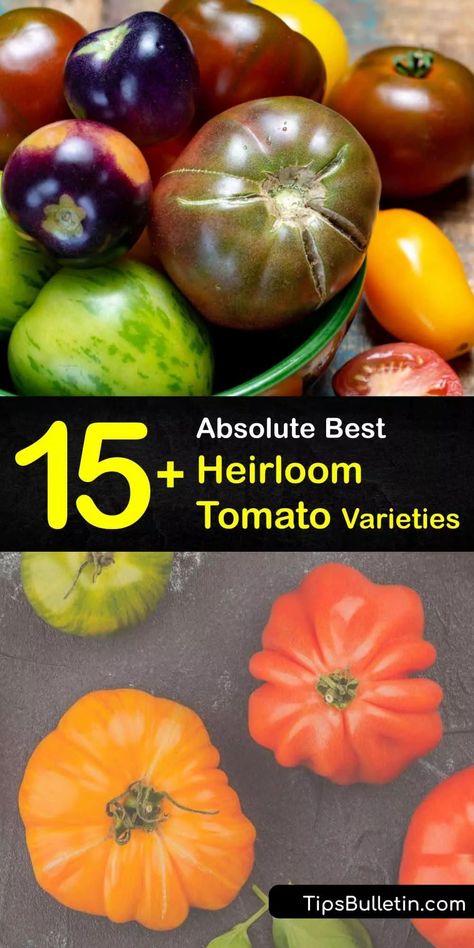 Heirloom Tomato Plants, Heirloom Tomatoes Varieties, Black Cherry Tomato, Purple Tomato, Tomato Varieties, Determinate Tomatoes, Types Of Mulch, Heirloom Tomato Seeds, Types Of Tomatoes