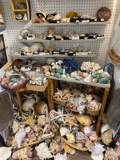 Sea Shells Collection, Types Of Shells Seashells, Big Shells, She Sells Seashells By The Seashore, Seashell Animals, Collecting Seashells Aesthetic, Big Shell, She Sells Seashells, Perfume Lover