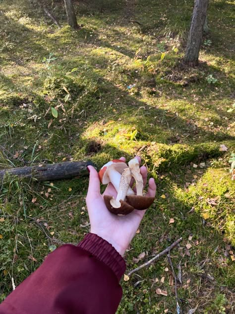 Mushroom Hunting Aesthetic, Autumn Hiking Aesthetic, Mushroom Foraging Aesthetic, Mushroom Picking Aesthetic, September Core, Autumn Forest Aesthetic, Fall Hiking Aesthetic, Woodsy Aesthetic, Mushrooms Aesthetic