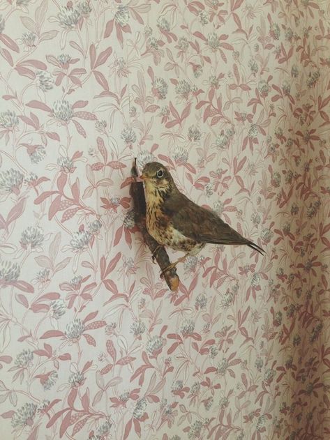 Taxidermy Art, House Stark, She Wolf, Sansa Stark, Goldfinch, Grandmas House, Rose Cottage, Vsco Cam, Little Bird