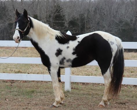 Missouri Fox Trotter Horse, Miniature Horse Tack, Kiger Mustang, Highland Pony, Trail Riding Horses, Irish Sport Horse, Welsh Pony, Show Horse, Shetland Pony