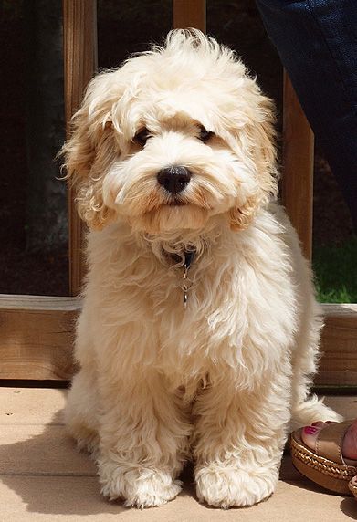 My Teddy Bear Labradoodle Pictures, Tibet Terrier, Bichon Havanais, Havanese Dog, Teddy Bear Dog, Havanese Puppies, Havanese Dogs, Yorkshire Terrier Puppies, Bear Dog