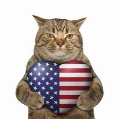 4th Of July Pictures, July Pictures, Cat Celebrating, 4th Of July Images, Funny Cat Images, Patriotic Cat, Cat Images, True American, Cat Holidays