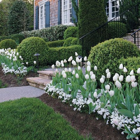 mass planting that's easy care . http://www.gardengatenotes.com/2012/04/03/mass-plantings/ Tulips And Daffodils, Boxwood Landscaping, Small Flower Gardens, Tulips Arrangement, Tulips Garden, Front Landscaping, Garden Shrubs, Have Inspiration, The Secret Garden