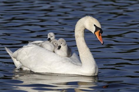 Swan Photography, Swan Pictures, Swan Bird, Calming Pictures, Baby Swan, Swan Painting, Trumpeter Swan, Mute Swan, Most Beautiful Birds