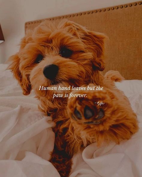 Deep Dog Quotes, Caption For Dog Lovers, Pet Captions Instagram Dog, Dogs Captions Instagram Cute, Captions For Dog Pictures, Dog Captions For Insta, Pet Lovers Quotes, Paw Quotes, Dog Captions