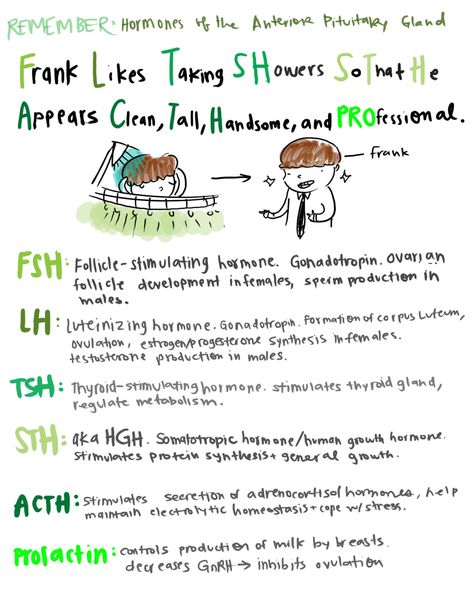 Endocrine Pharmacology, Anterior Pituitary Gland, Mcat Tips, Hesi Exam, Endocrine System Nursing, Physiology Notes, Anterior Pituitary, Medical Mnemonics, Mcat Study