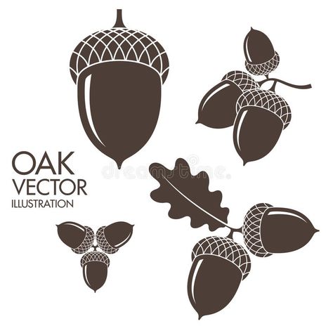 Oak. Isolated acorns on white background royalty free illustration Wood Spoon Carving, Butterfly Illustration, Image Nature, Seal Design, Free Illustration, Oak Leaves, Fall Prints, Oak Tree, Free Illustrations