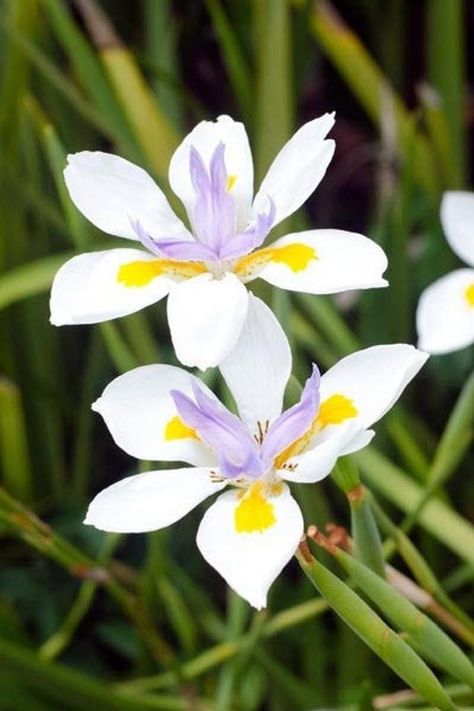 African Iris, Faded Flowers, Iris White, White Iris, Lily Plants, Crape Myrtle, Iris Flower, Starter Plants, Tall Plants