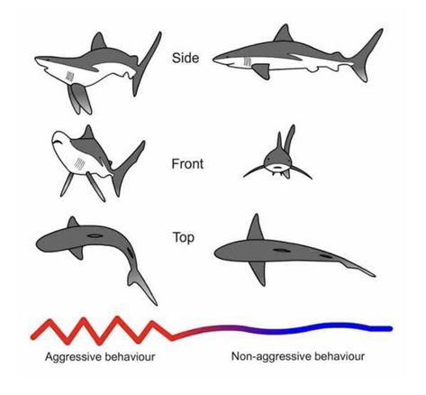 Sea Puppies, Silly Sharks, Goofy Animals, Grey Reef Shark, Shark Stuff, Thresher Shark, Basking Shark, Types Of Sharks, Shark Facts