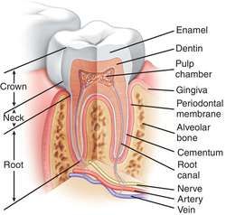 Tooth morphology | definition of tooth morphology by Medical dictionary Tooth Morphology Dental, Anatomy Of Tooth, Dental Vocabulary, Dental Assistant Study Notes, Tooth Morphology, Dental Assistant Study Guide, Dental Terminology, Dental Nursing, Dental Assistant School