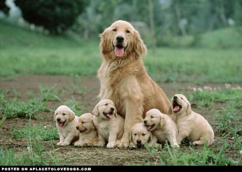 Happy Golden Retriever Puppies - A Place to Love Dogs Chien Golden Retriever, Great Danes, A Golden Retriever, Retriever Puppy, Retriever Dog, Golden Retrievers, Charles Spaniel, Dog Sitting, Cavalier King Charles Spaniel