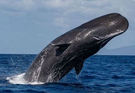 Sperm whale, airborne Whale Aesthetic, Sea Life Animals, Sperm Whale, Wild Kingdom, Marine Mammals, Sea Monsters, Animals Of The World, Animal Photo, Sea Animals