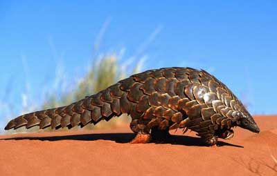 12 Real Animals That Make Earth Look Like An Alien Planet Weird Mammals, Giant Pangolin, Indian Pangolin, Ground Pangolin, Desert Animals, Unusual Animals, Rare Animals, Endangered Animals, African Animals