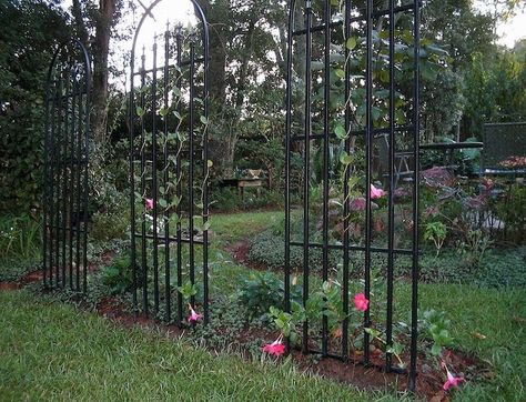 Climbing Roses Trellis, Garden Trellis Designs, Tall Garden Trellis, Simple Trellis, Garden Trellis Ideas, Building A Trellis, Metal Garden Trellis, Iron Trellis, Wall Trellis