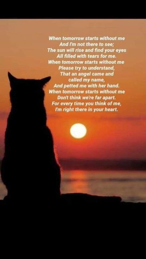 Cat Bereavement Quotes, Rip Pet Quotes Cat, Cat Loss Sympathy Messages, Losing A Cat Quote, Pet Quotes Cat, Losing A Pet Quotes, Miss My Cat, Pet Loss Cat, Loss Of Cat