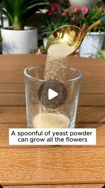 Plant care recipes from yeast powder #gardening #gardentools #gardeningtools #tool #tools #gardeningmakemehappy #handtools #cooltools #sa... | Instagram Plant Food Diy, Amazing Garden Ideas, Terrace Home, Herb Plants, Gardening Seeds, Indoor Water Garden, Gardening Indoors, Yeast Dough, Flowers To Grow