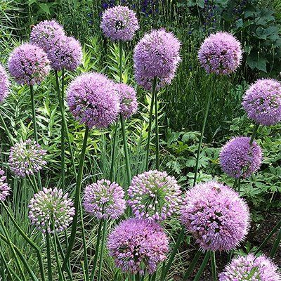 Onion Plant, Weird Flowers, Ornamental Onion, Deer And Rabbit, Allium Flowers, Planters Ideas, Pink Planet, Ladybug Garden, Blue Foliage