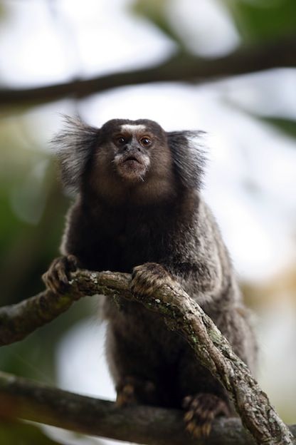 ✿❤✿ Different Types Of Monkeys, Common Marmoset, Costa Rica Animals, Monkey Species, Marmoset Monkey, Types Of Monkeys, Air Force One Shoes, Squirrel Monkey, Monkey 2