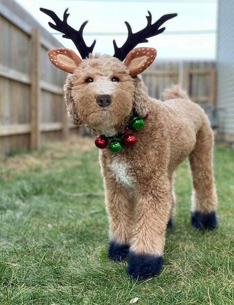 Mini Goldendoodle Halloween Costume, Dog Halloween Costumes Goldendoodle, Cockapoo Halloween Costumes, Golden Doodle Costume Ideas, Labradoodle Halloween Costumes, Christmas Dog Dye Ideas, Golden Doodle Costumes, Dog Christmas Costumes Diy, Pet Costumes For Dogs And Owners