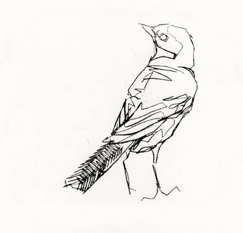 Bird Pen Drawing, Emerson Mayes, Bird Sketching, Birds Sketch, Feather Sketch, Bird Sketches, Perspective Drawing Lessons, Bird Sketch, Nature Sketch