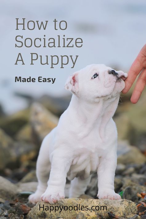 Puppy Socialization Ideas, Dog Socialization Checklist, Puppy Socialization Checklist, Puppy Must Haves, Dog Socialization, Dog Care Checklist, Whelping Puppies, Puppy Training Guide, Puppy Essentials