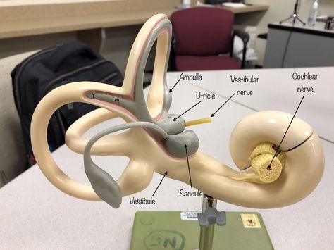 Ear Model, Anatomy Education, Medical Drawings, Ear Anatomy, Hospital Logo, Basic Anatomy And Physiology, Biology Facts, Brain Facts, Brain Anatomy