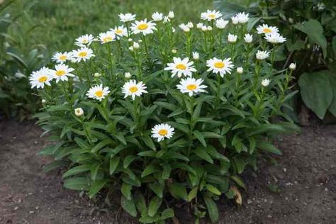 Shasta Daisy plant in flower Types Of Daisies, Daisy Plant, Plants That Attract Butterflies, Paris Garden, Seed Raising, Shasta Daisy, Shasta Daisies, Types Of Butterflies, Herbaceous Perennials