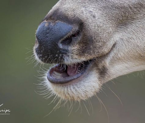 Fur Reference, Deer Nose, Deer Reference, Bas Relief Art, Whitetail Deer Pictures, Deer Ears, Deer Photography, Color Unit, Eye Close Up