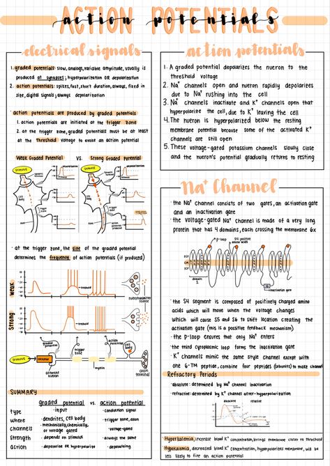 Aesthetic notes made on an iPad Pro for physiology class Pretty Goodnotes Notes, Ipad Notes Aesthetic Psychology, Aesthetic Mind Map Digital, Digital Notes Title Ideas, Notes Aesthetic On Ipad, Good Notes Examples, Quick Notes Aesthetic, Aesthetic Notes Good Notes, Cute Ipad Note Ideas