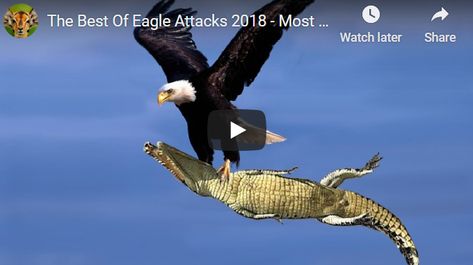 These moments are amazing and scary - Best Of Eagle Attacks - Most Amazing Moments Of Wild Animal Fights - Wild Discovery Animals. These are strong and smart birds. You will be entertained. Eagle Pictures Photography Amazing Photos, Eagle Hunting Video, Spirit Animal Eagle, Wild Animals Attack, Eagle Flying Over Mountains, Eagle Soaring, Animal Attack, Horse Guards, Eagle Pictures