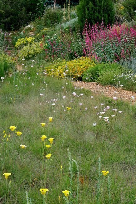 Native Biodiversity Lawn, Native Grass Lawn, Biodiversity Lawn, Biodiverse Lawn, Native Lawn, Grass Aesthetic, Unfiltered Background, Native Grasses, Desert Ecosystem