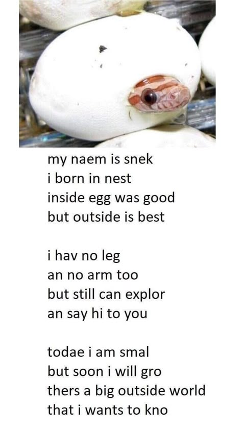 Animal Poems, Danger Noodles, Rabbit Cages, Cute Reptiles, Cute Snake, Funny Animal Jokes, Funny Animal Memes, Animal Jokes, Little Animals