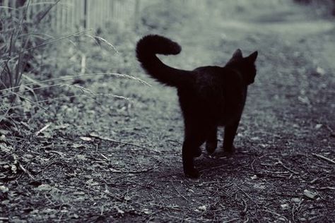 Black Cat Aesthetic, Sweet Kitty, Black Grunge, A Black Cat, Cute Eyes, Bad Luck, Cat Aesthetic, Kitty Cats, Warrior Cats