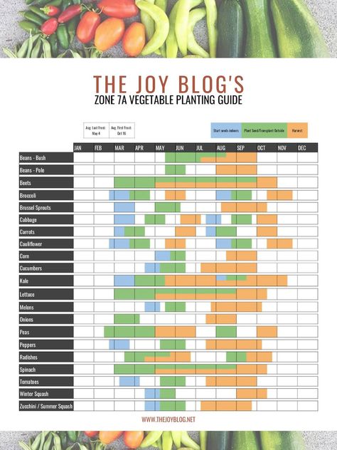 Gardening Zone 7A Planting Calendar // posted on THE JOY BLOG // Click to see full post // Growing Guides Vegetable Planting Guide, Planting Calendar, Zone 7, Gardening Zones, Plant Zones, Bush Beans, Garden Calendar, Veg Garden, Fall Garden