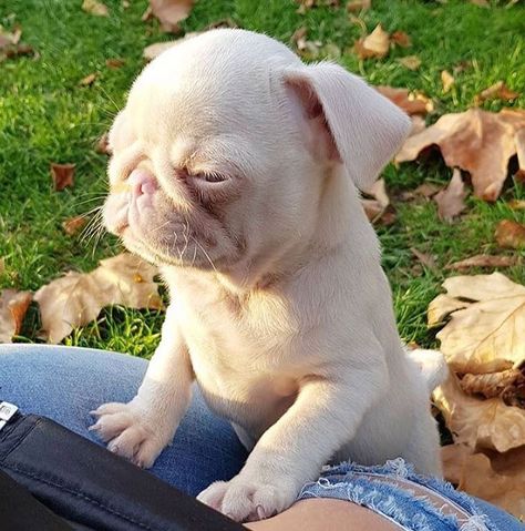 Milkshake, A Rare Pink Pug, Is One Of Less Than 100 In The World - I Can Has Cheezburger? Albino Dog, Pink Pug, Pug Breed, Cute Pug Puppies, Rare Dogs, Baby Pugs, English Bulldog Puppies, Pug Puppies, Cute Pugs