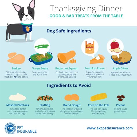 What Can Dogs Eat, Turkey And Green Beans, Foods Dogs Can Eat, Turkey Treats, Dog Onesies, Dog Thanksgiving, Canned Apples, Collars And Leashes, Durable Dog Toys